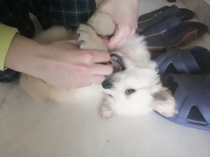 Chiot mâle golden retriever