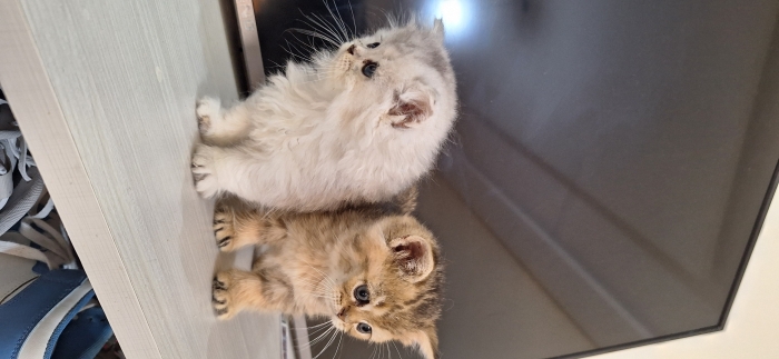 Scottish fold & british shorthair