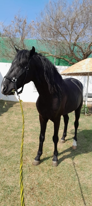 Éleveur de chevaux vend barbes arabes et arabes barbes