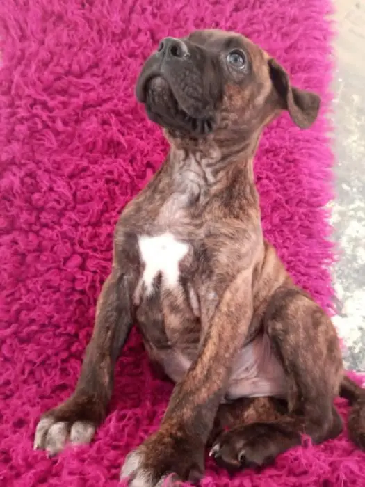 mal ane corso pur race age de 2 mois