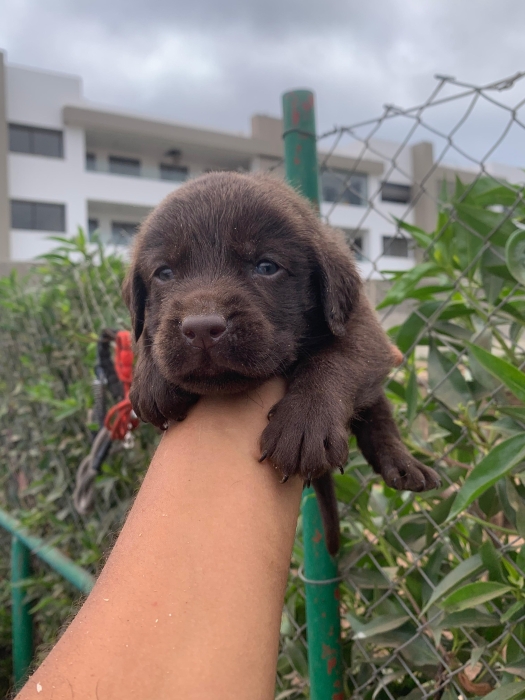 Labrador Chocolat 🍫