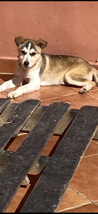 Adorable Chiot Croisé Husky & Chien de Chasse Italien