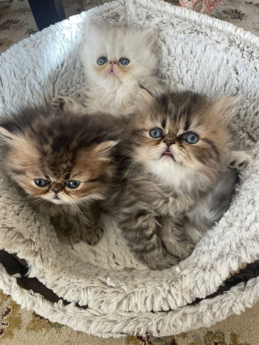 Chat persan chinchilla