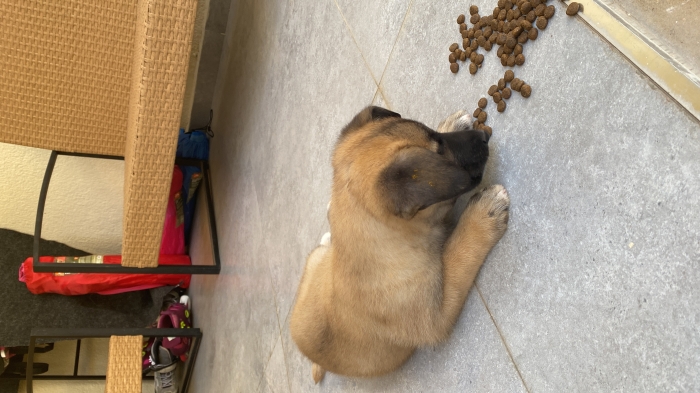Chiot malinois
