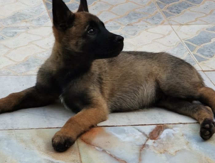 CHIOTS MALINOIS CHARBONE