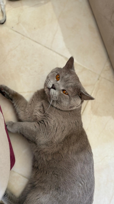 British shorthair male