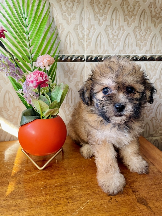 Chien bichon maltais