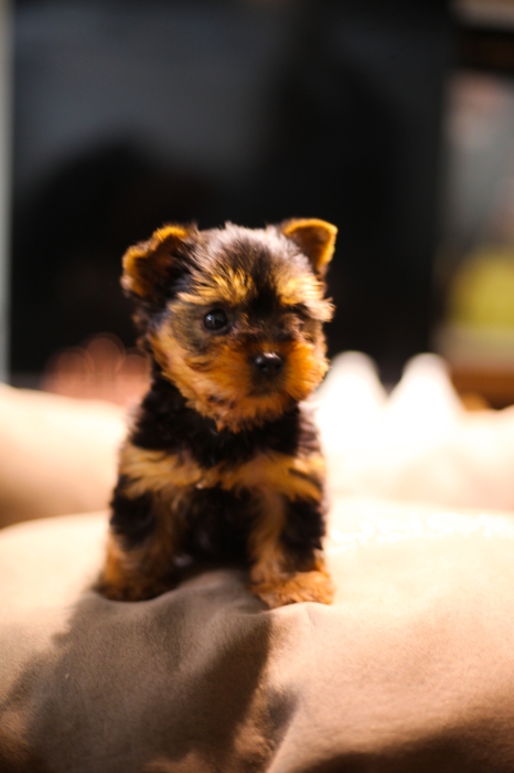 magnifiques chiots yorkshire toy