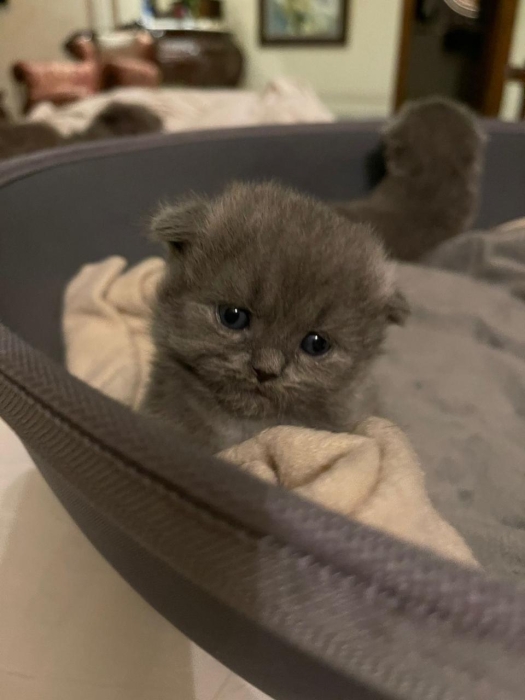 Chaton scottish fold