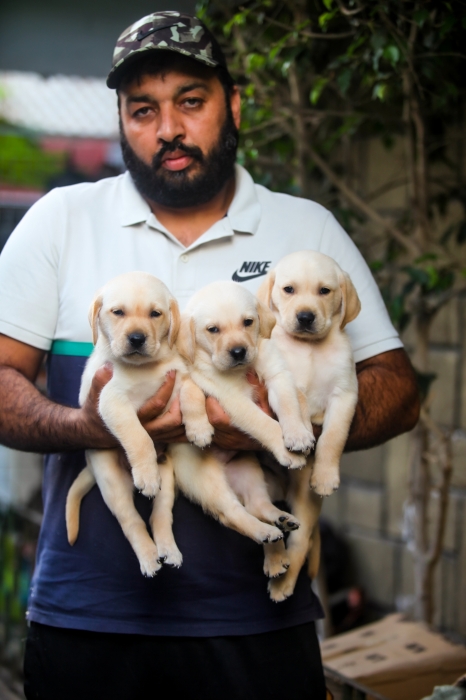 Disponibles magnifiques chiots LABRADOR pur race