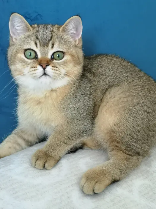 Chaton à vendre à prix très intéressant