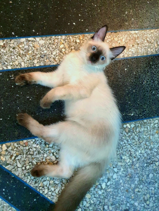 Chatons siamois à Vendre