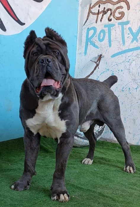 Chiot cane corso top