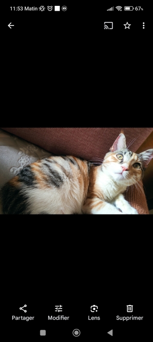 Adoption chat pour des raisons de santé