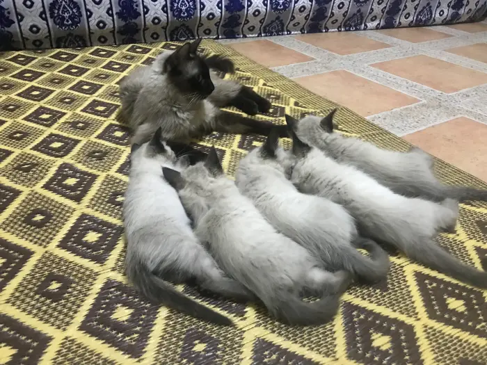 قطط سيامو اصلية