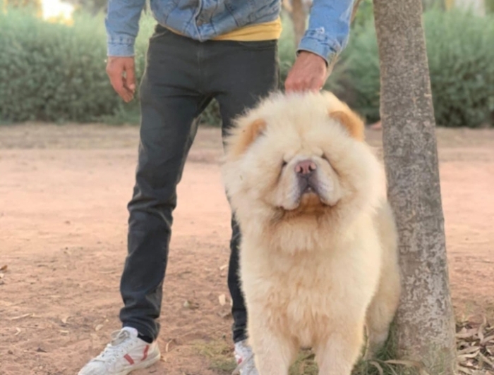 Chowchow