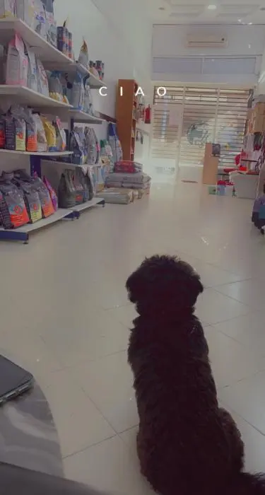 Toilettage professionnel