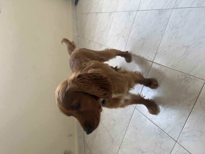 Cocker Anglais 6 mois