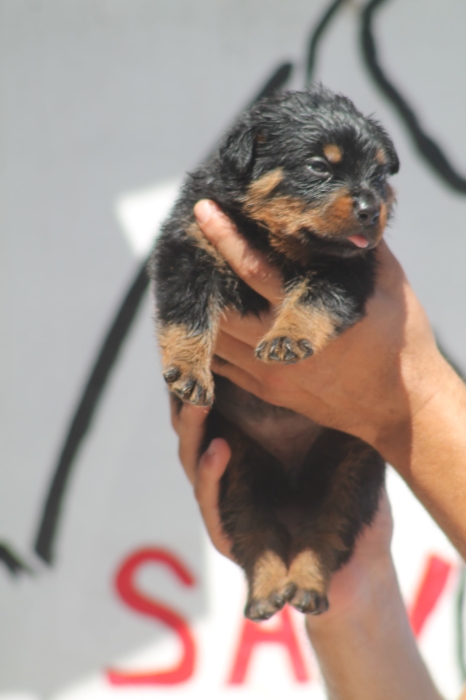 Chiots Rottweiler pedigree