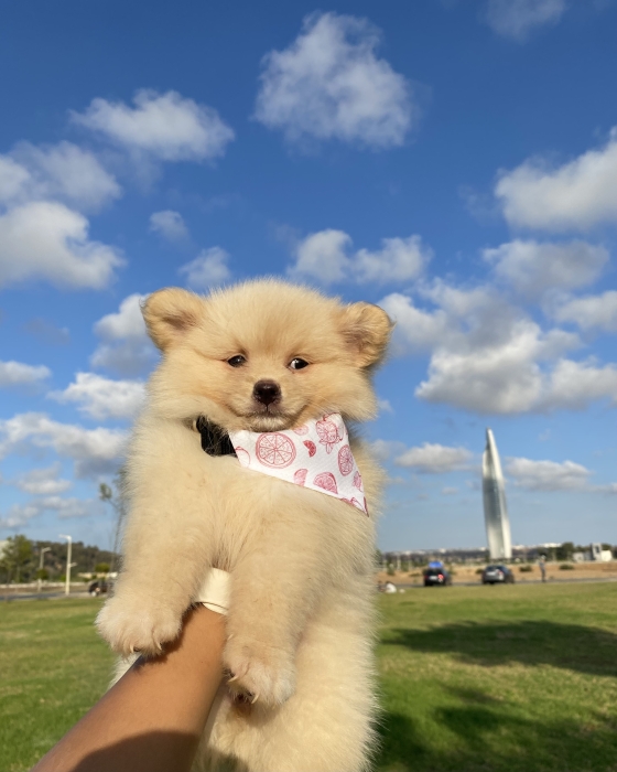 Spitz Pomeranian nain