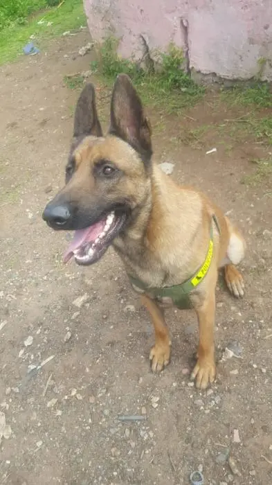Malinois