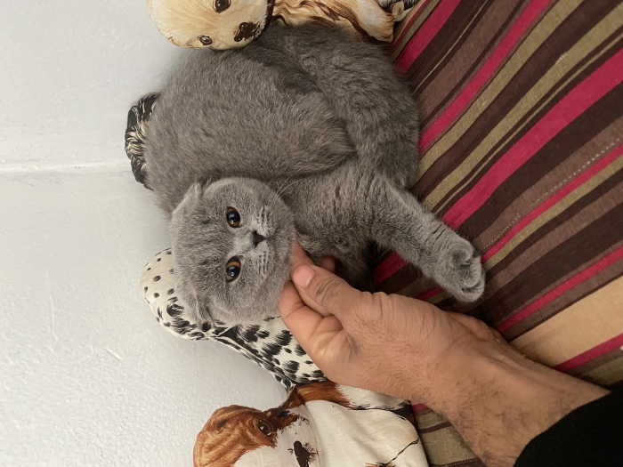 Scottish fold