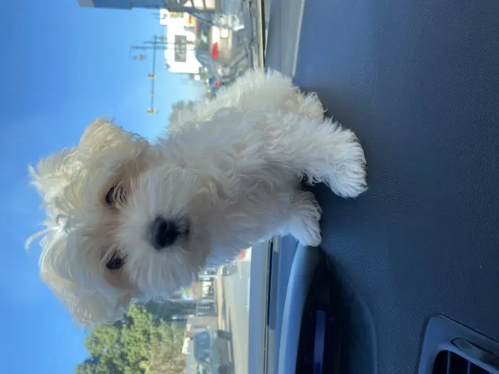 Bichon maltais pure race