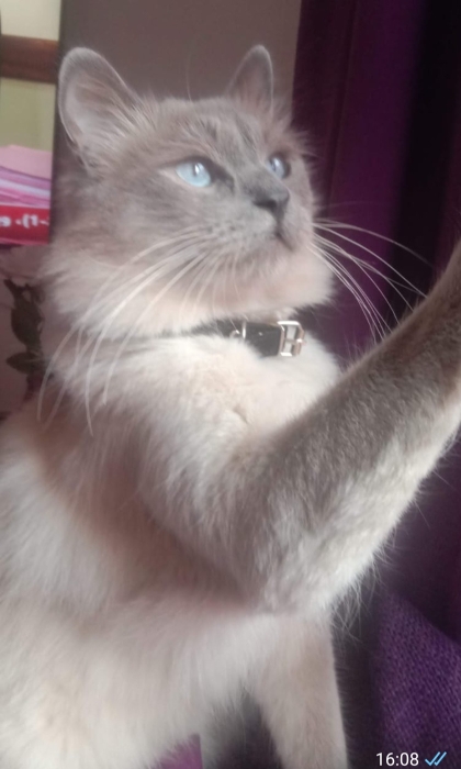 Deux chats sur Marrakech gratuit