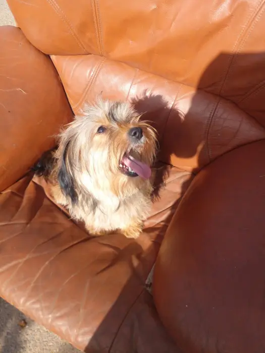 Top Du Top De Chiots Bichon Havanais