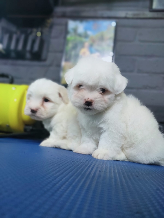 Bichon Maltais