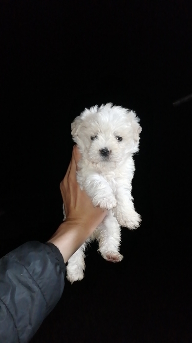 Bichon Maltais