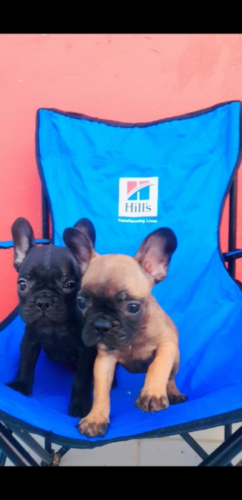 Chiot bulldog francais top portur exotic