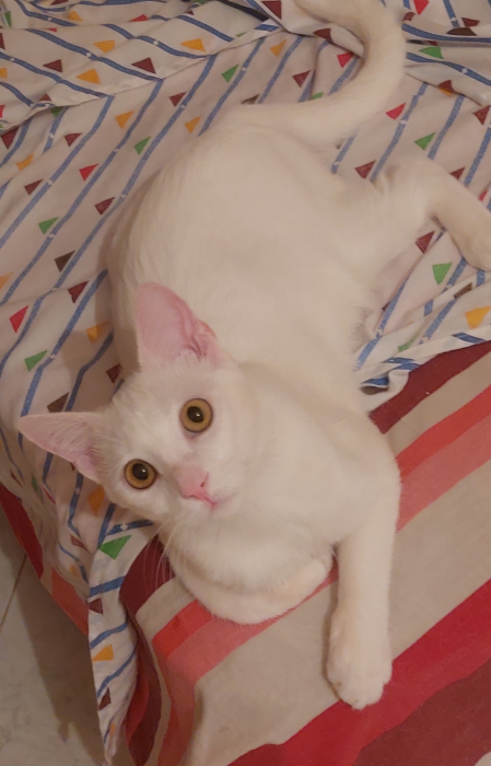 Chat Blanc Khao Manee