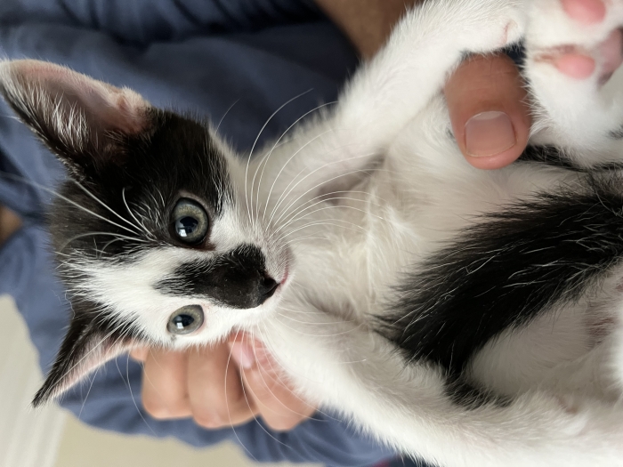 6 chatons pour adoption