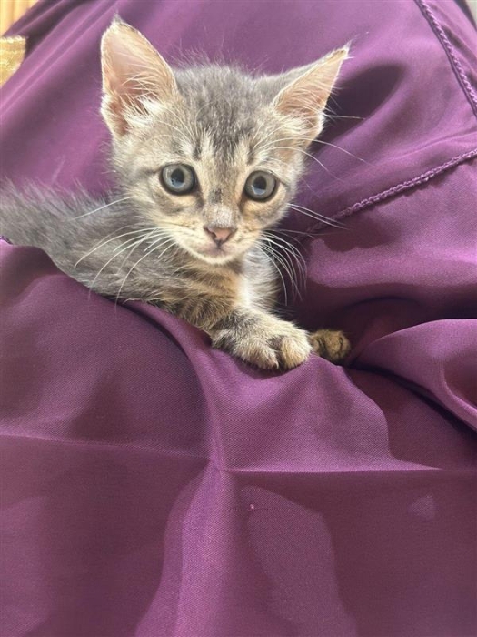 Chaton pour adoption