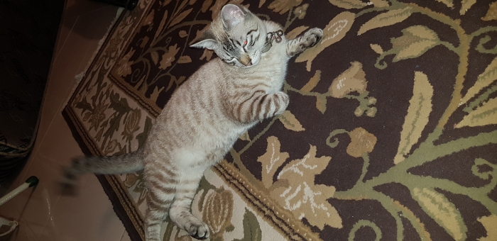 Chat siamois tigré gratuit