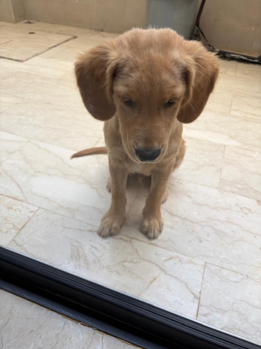 Golden retriever mâle de 4 mois. Vacciné