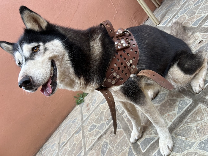 Husky siberienne femelle vaccinée - 11 mois