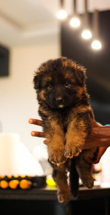 berger allemand à poils