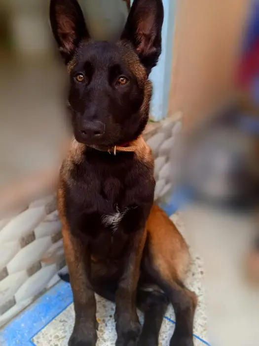 Malinois