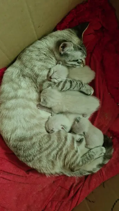 Chatons siamois tigrée à vendre