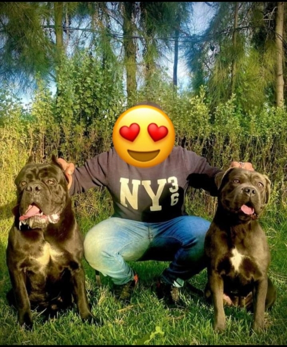 Cane Corso