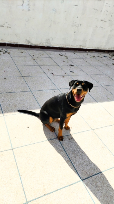 Rottweiler femelle 5 mois