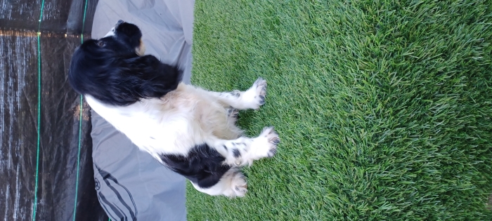 Coker spaniel anglais