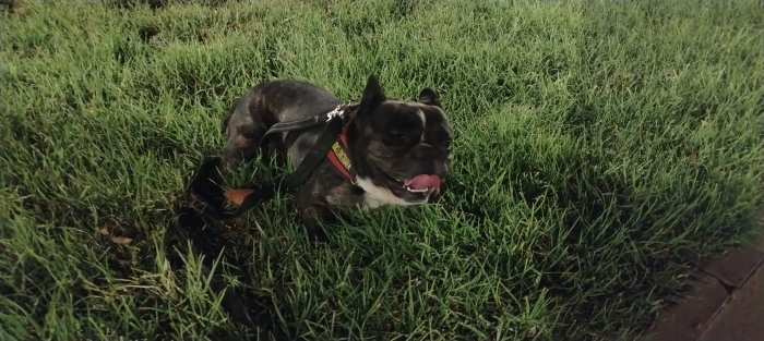 Bulldog français