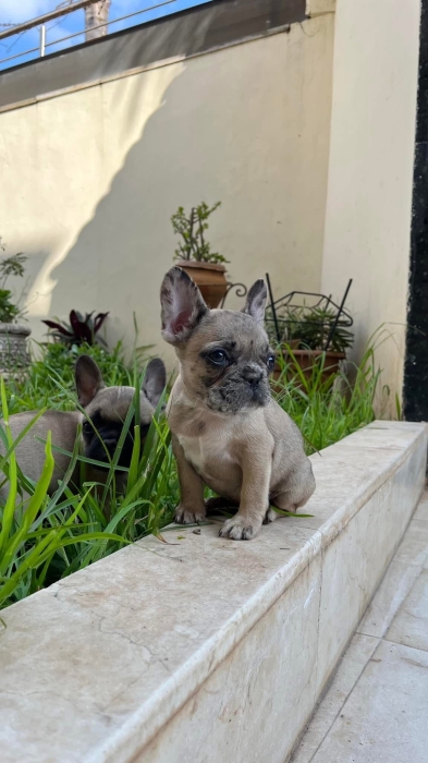 Bulldog francais
