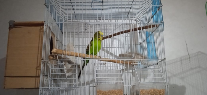 Couple Perruche avec Cage