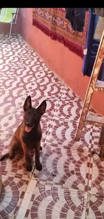 Malinoi charbone