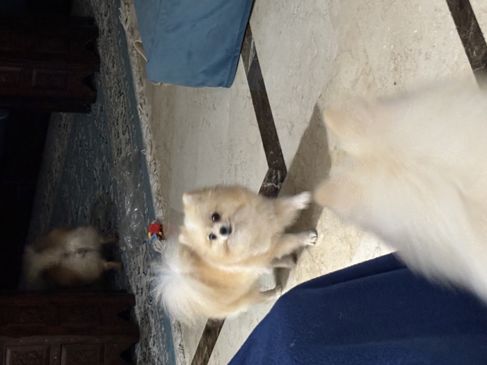 Chiens pomeranien pure race