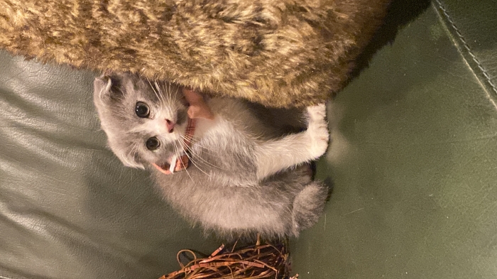 Scottish Fold femelle